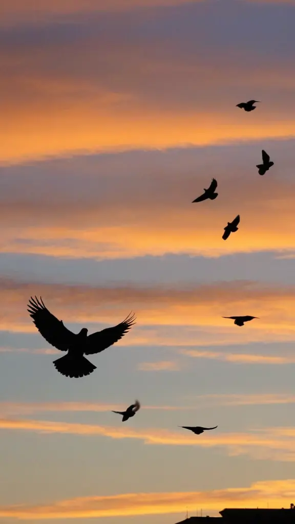 حمام يطير مع غروب الشمس